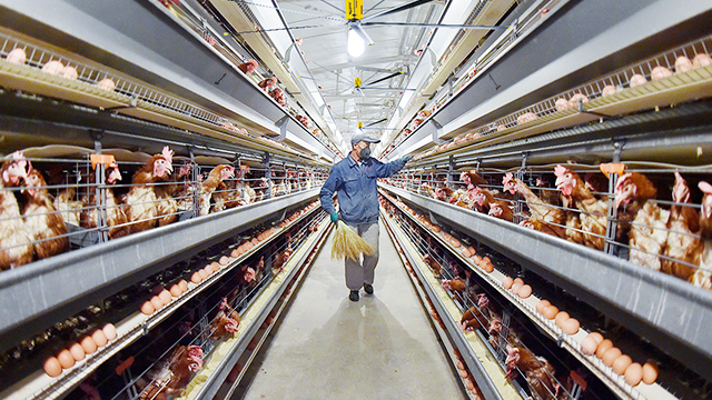 Importance of Efficient Livestock Ventilation Systems