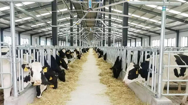 Industrial ceiling fans in dairy farm